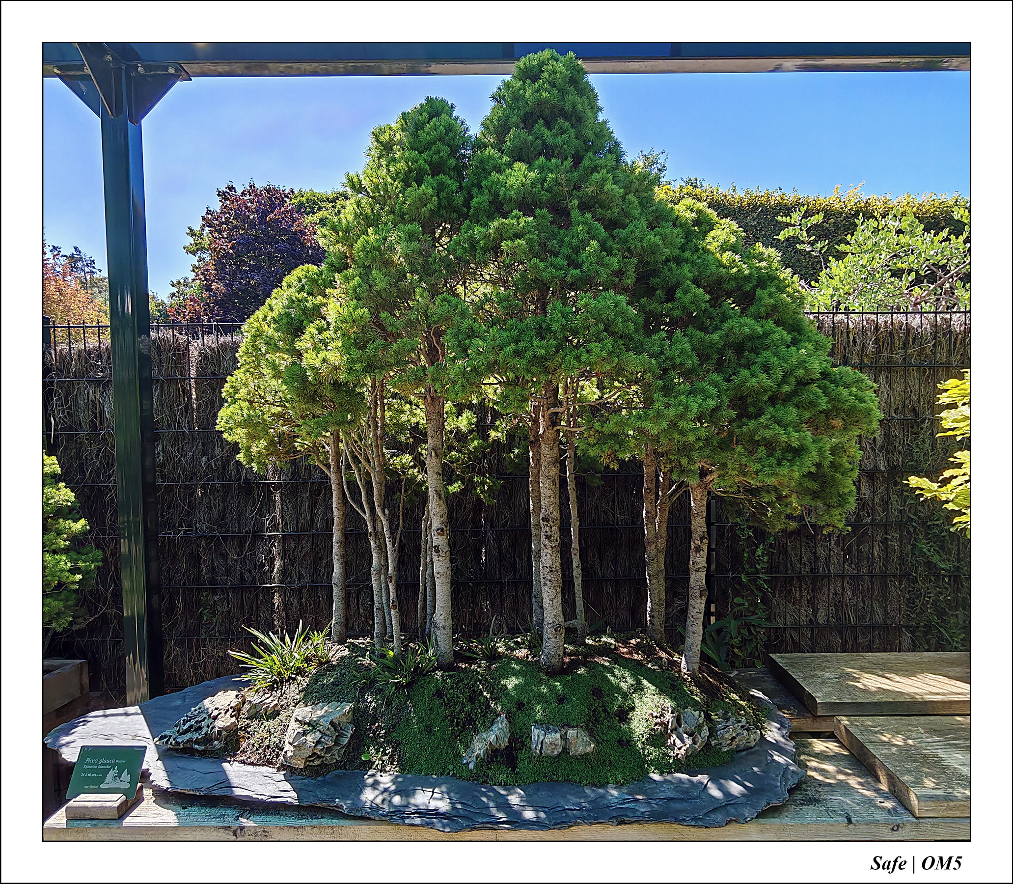 2025 - 08 - Vallée des loups - 04